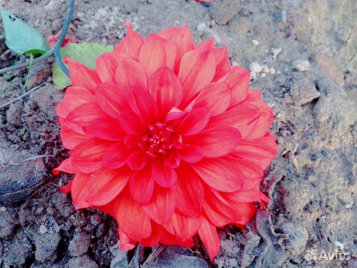 Георгины многолетние(клубни)