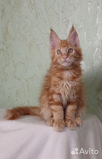 Мейн-кун девочки