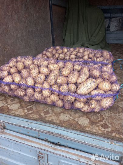 Молодой Картофель Галла,Боровичок