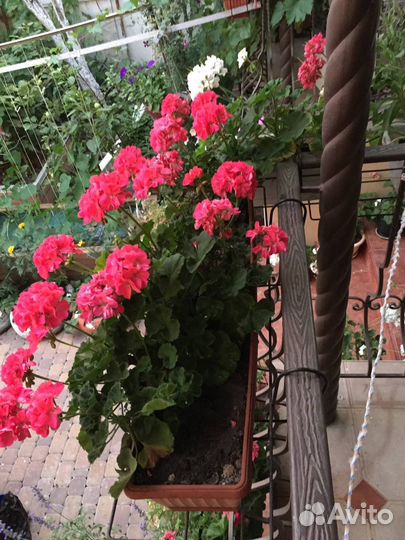 Пеларгония герань