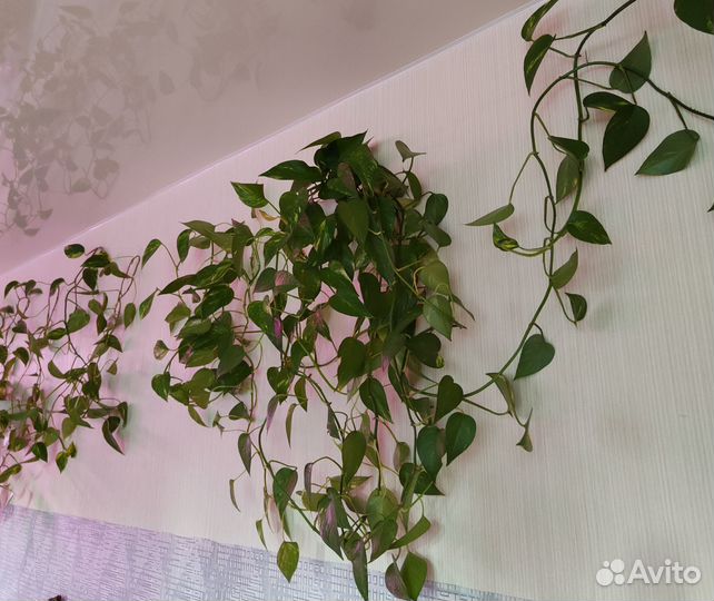 Комнатные лианы