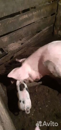 Поросенок ландрас с белой русской