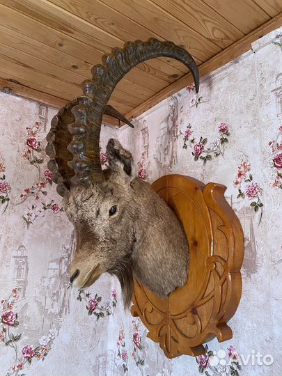 Чучело горного коза