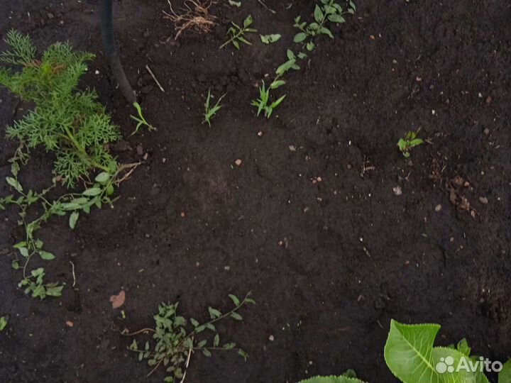 Парник пластмассовый трубки толстые