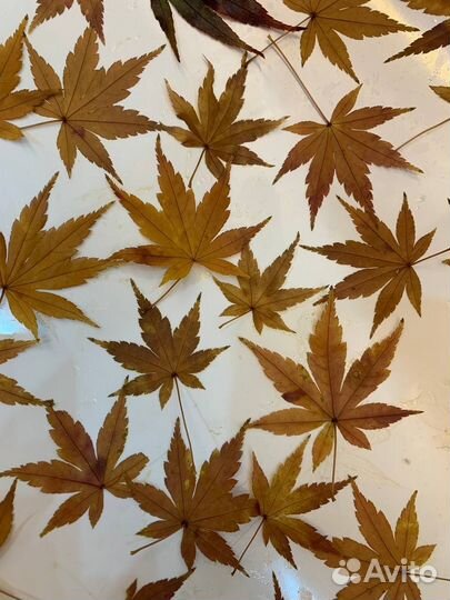 Листья, веточки для гальванопластики