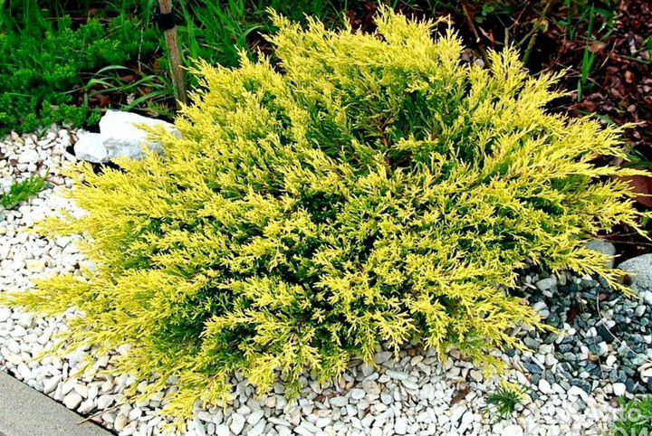 Можжевельник Лаймглоу