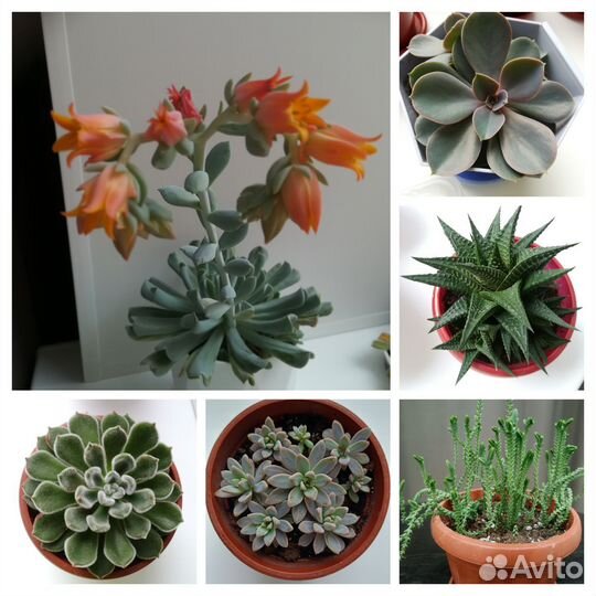 Суккуленты