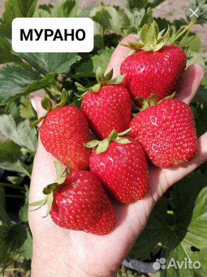 Клубника Ремонтантная Рассада Саженцы