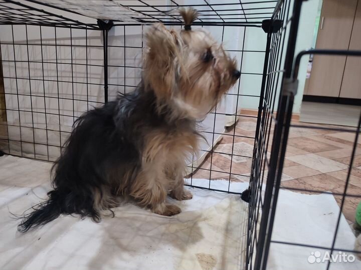 Йоркширский терьер