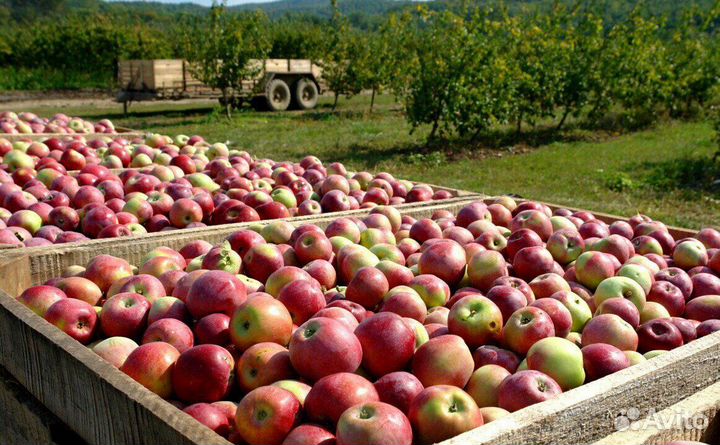 Требуется Сборщик