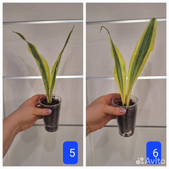 Сансевиерия Аубрутиана Еллоу Стоун