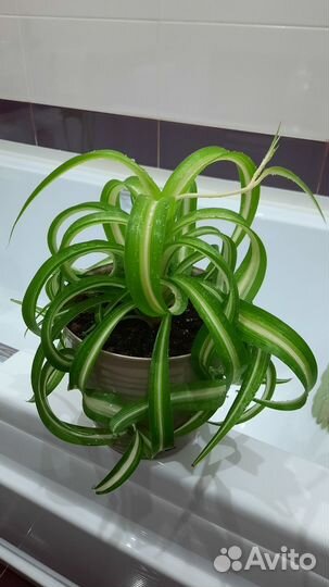 Хлорофитум кудрявый бонни