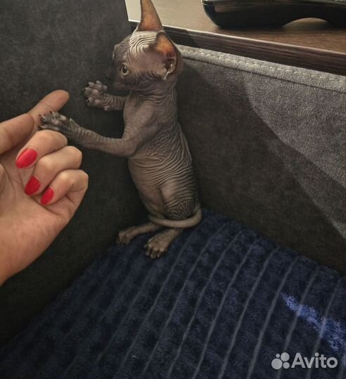 Канадский сфинкс