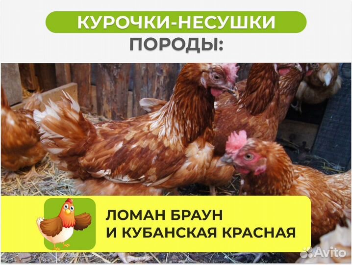 Куры несушки с доставкой