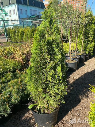 Туя Смарагд, Брабант, Даника