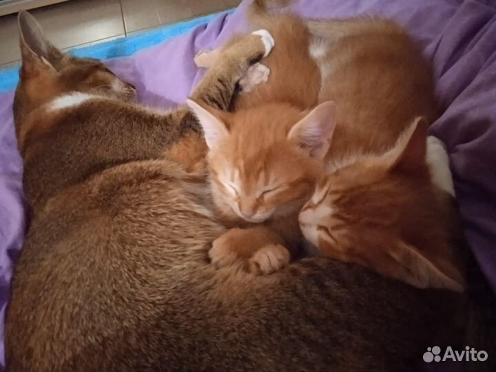 Кошка в дар бесплатно