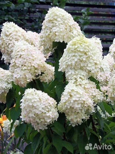 Гортензия Фантом (Phantom, Mega Pearl)
