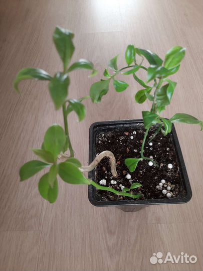 Экзотические растения