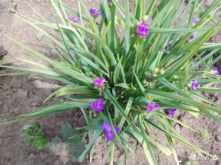 Цветы для сада