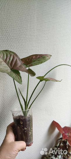 Абутилон, сингониум