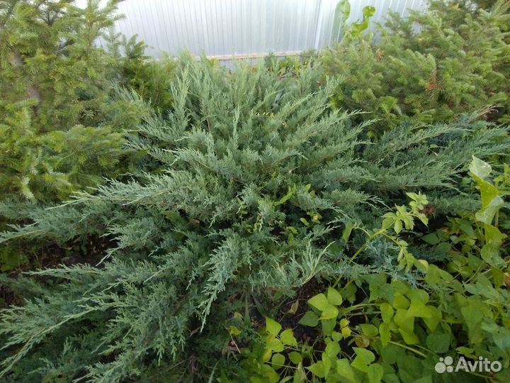 Можжевельник Казацкий