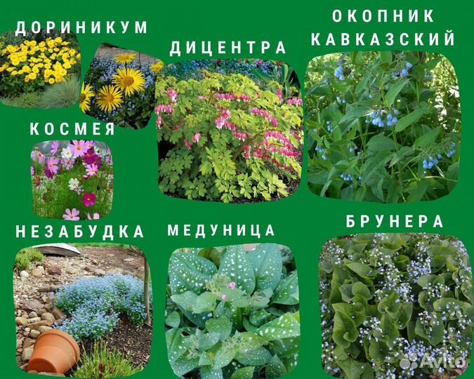 Многолетние садовые цветы