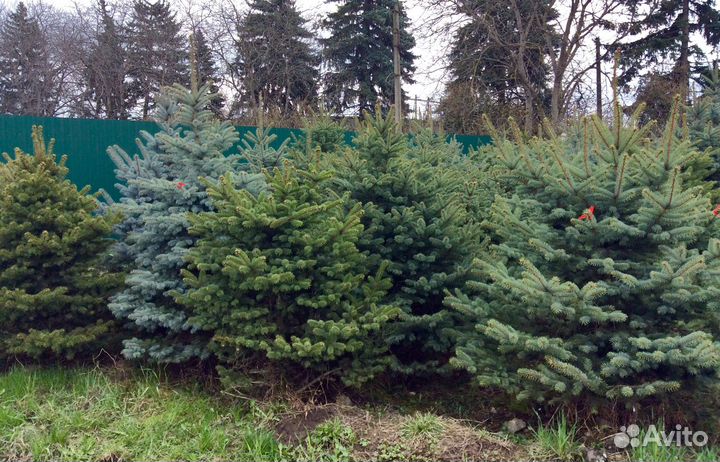 Голубая ель