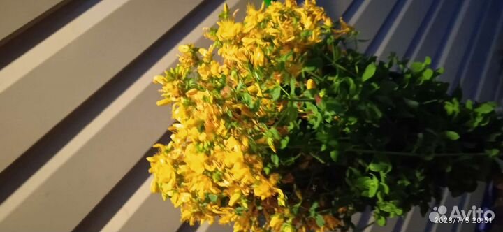 Трава душица, зверобой, тысячелистник