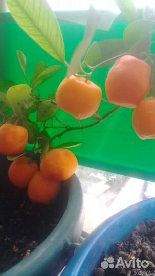 Каламондин