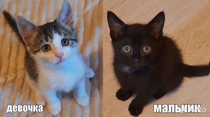 Отдам котят в добрые руки