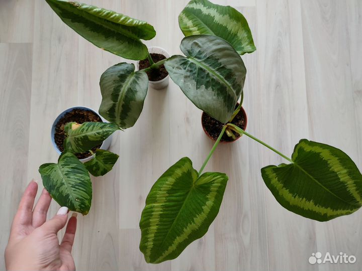 Шизматоглоттис Сильвер спешл, валличи