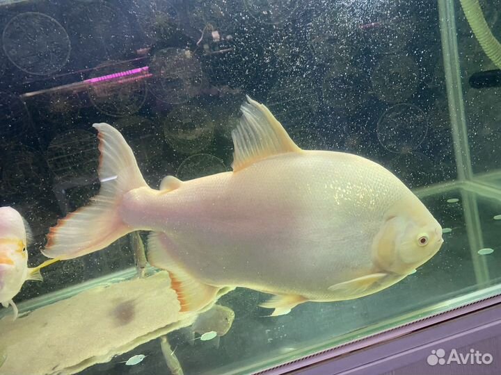 Паку Альба отдам (читайте описание)