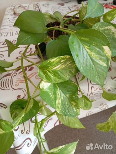 Эпипремнум золотистый