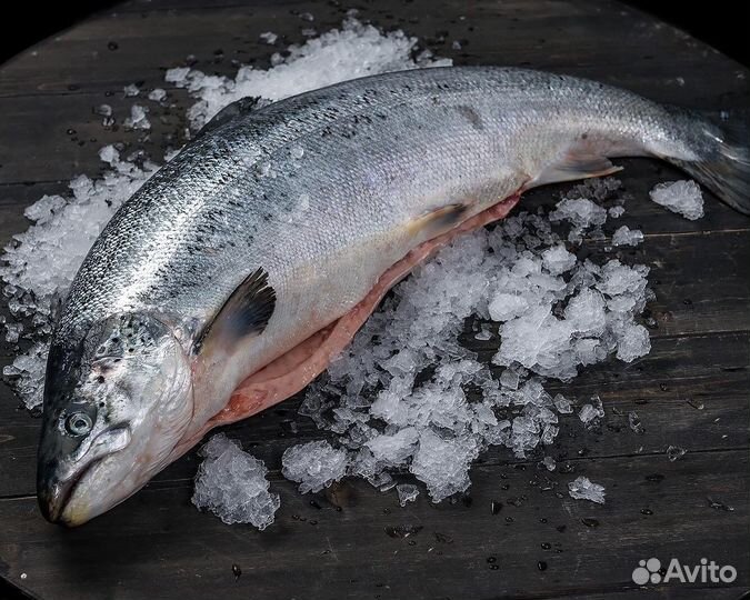 Лосось (сёмга)