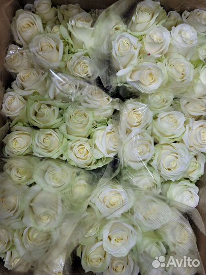Розы оптом
