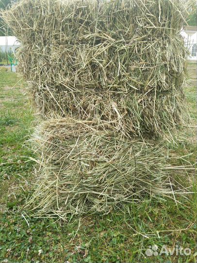 Сено луговое в тюках