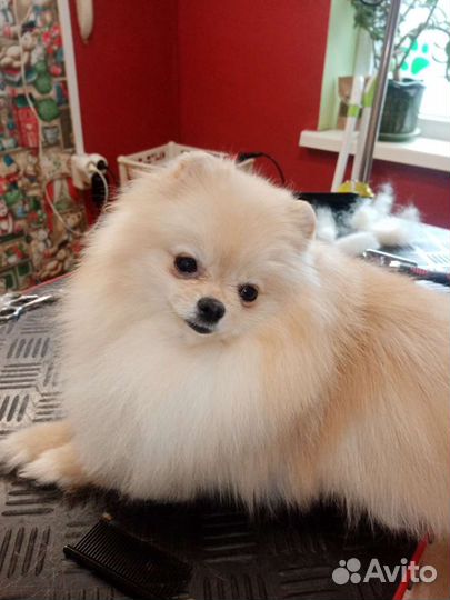 Груминг: услуги грумера Анапа и Анапский район