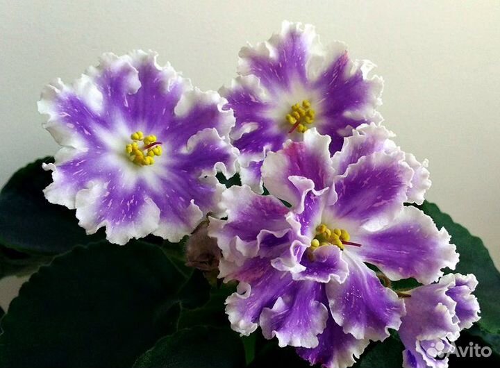 Детки сортовых фиалок