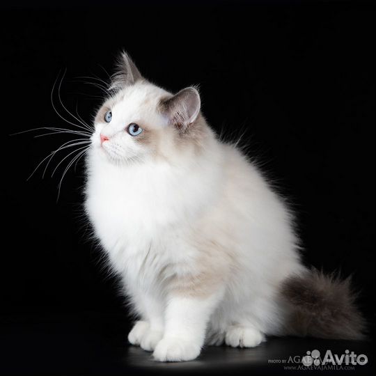 Котенок рэгдолл в добрые, состоятельные руки