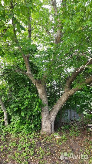 Ореховое дерево