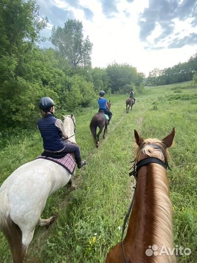 Конные прогулки, тренировки, конный лагерь