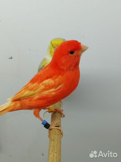 Кенари и канарейки