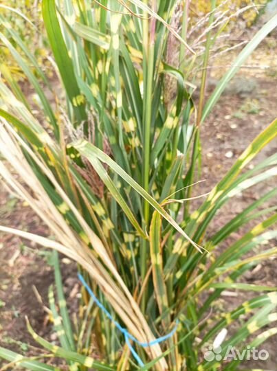 Мискантус зебринус