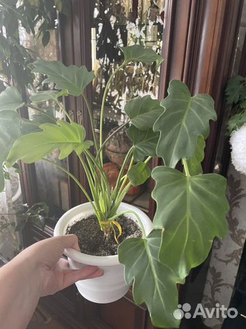 Домашние цветы