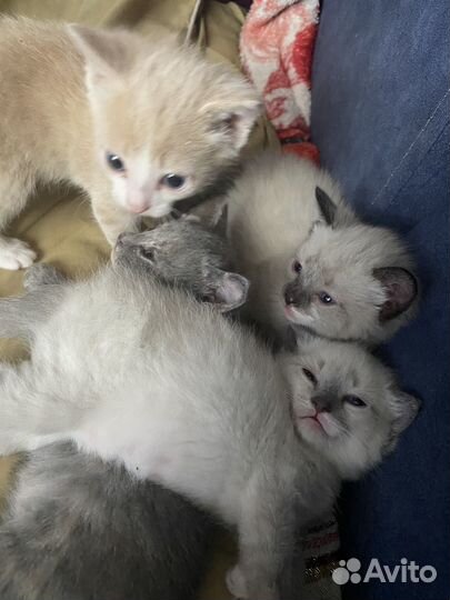 Котята в добрые руки