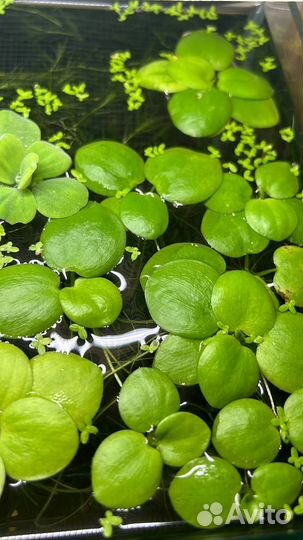 Растения и рыбки для аквариума