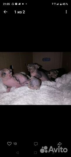 Кошка Сфинкс