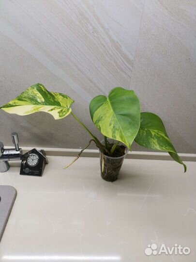 Монстеры(минт, тайское созвездие, жёлтая, альба)