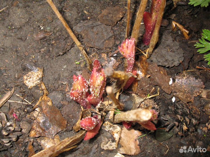 Многолетние цветы для сада