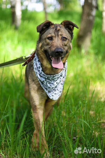 Собака в добрые руки отдам бесплатно
